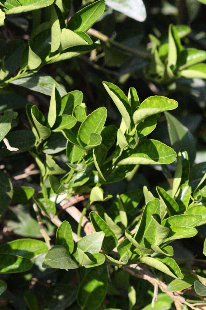              Sun leaves (Riverside, CA)       